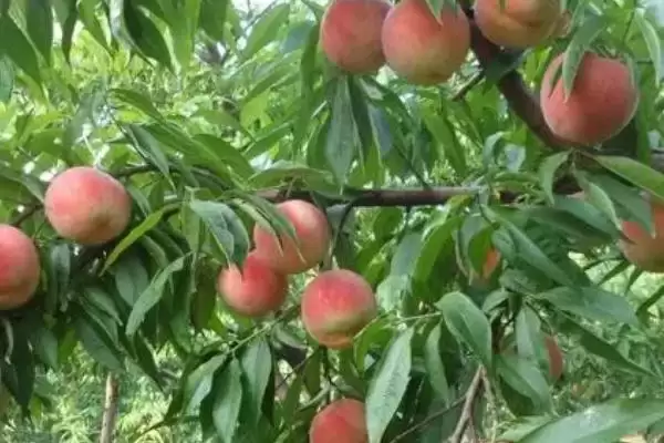 桃树有什么特点？认识桃树要了解哪些关键的植物形态、生长习性等特点？插图3
