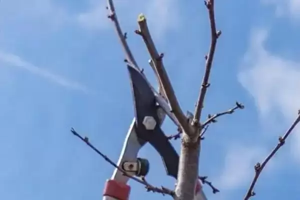 李子树的剪枝时间及方法 ,李子树夏初首次修剪怎么做？插图3