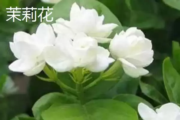 毛茉莉与茉莉花有什么区别呢 ,毛茉莉与茉莉花外形和花形不同插图2