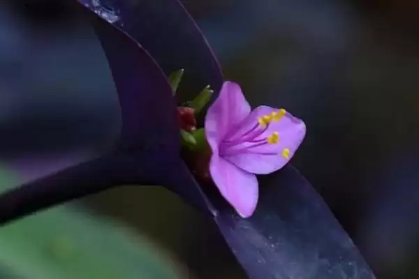 紫鸭趾草栽种的方法和要点？栽种紫鸭趾草要掌握哪些关键步骤？插图2