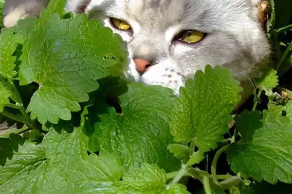 什么是猫薄荷？认识猫薄荷要了解哪些关键的植物特性和对猫的影响？插图1