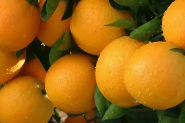 认识优质冰糖橙特点的方法和重点？认识优质冰糖橙特点要做好哪些细节？插图2