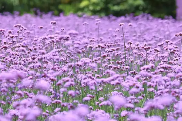马鞭草什么时候开花 ,马鞭草一般在什么季节开花插图1