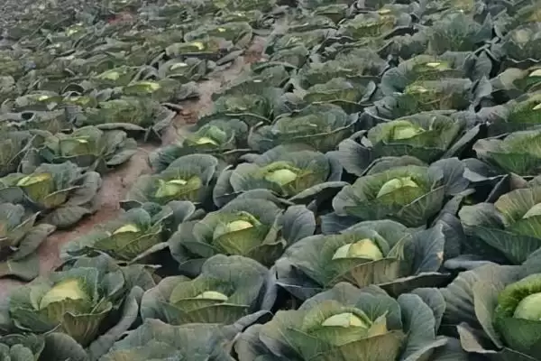 起垄栽培对甘蓝的好处解析：提高光照和增加土壤通透性插图2