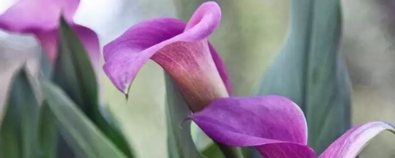紫色马蹄莲花语的含义和要点？理解紫色马蹄莲花语需关注什么？-会东网