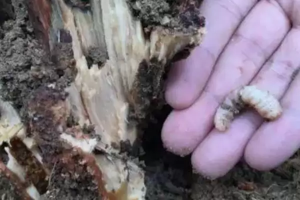 防治茶天牛的方法和重点？防治茶天牛要做好哪些细节？插图6