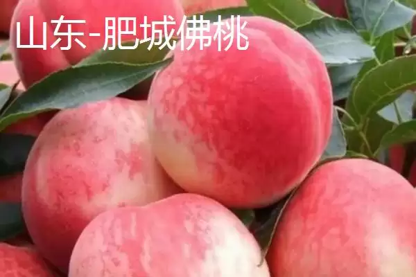 认识中国四大桃乡的方法和重点？认识中国四大桃乡要做好哪些细节？插图4