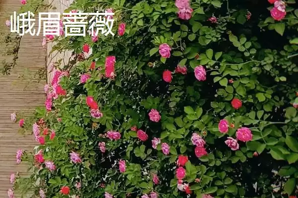 蔷薇优良品种大推荐：5种观赏价值高的品种介绍插图1