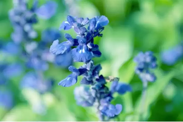 蓝花鼠尾草的开花时间 ,蓝花鼠尾草通常何时开花呢?插图2 蓝花鼠尾草的开花时间 ,蓝花鼠尾草通常何时开花呢?插图2