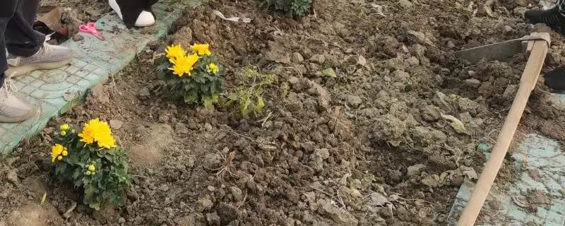 掌握移植花卉技巧的方法和重点？掌握移植花卉技巧要做好哪些细节？-会东网