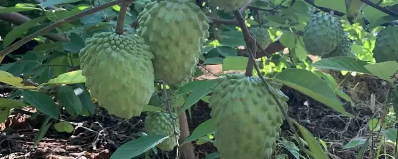 释迦果一斤有几个？了解释迦果单斤数量要考虑哪些果实大小和品种因素？-会东网