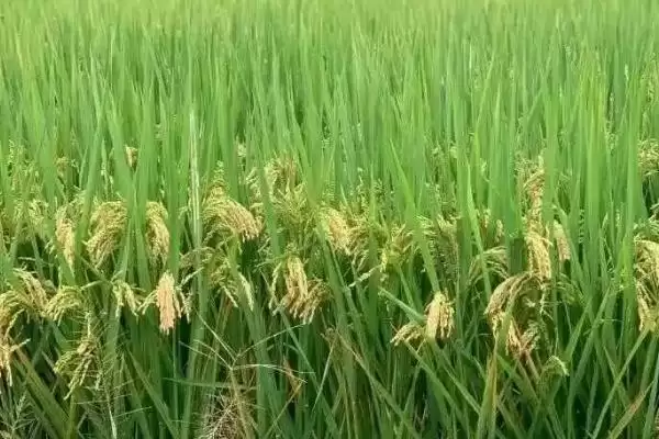 水稻和旱稻的区别？区分水稻和旱稻要关注哪些关键的生长特性差异？插图3