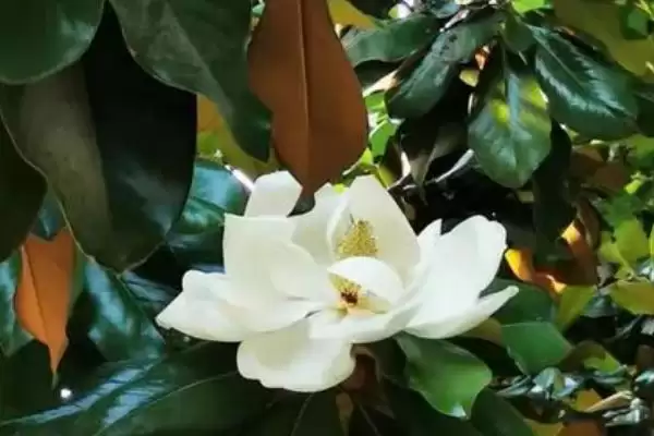 山玉兰和广玉兰有什么区别？区分山玉兰和广玉兰要关注哪些差异？插图3