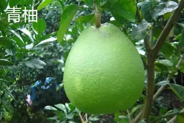 了解柚子成熟上市时间的方法和重点？了解柚子成熟上市时间要做好哪些细节？插图6