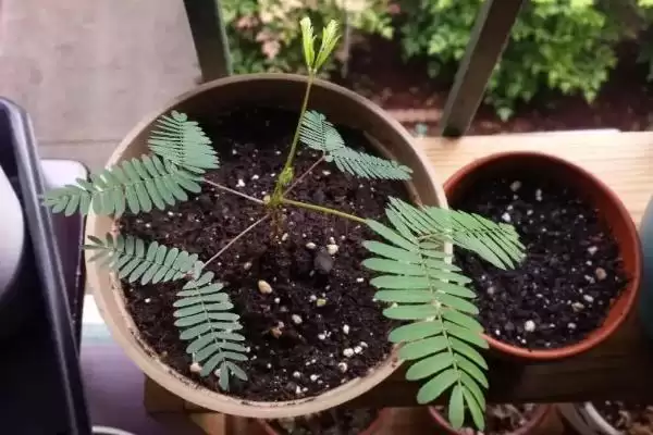 如何种植含羞草种子?种植含羞草种子要遵循哪些详细的种植步骤?插图1 如何种植含羞草种子?种植含羞草种子要遵循哪些详细的种植步骤?插图1