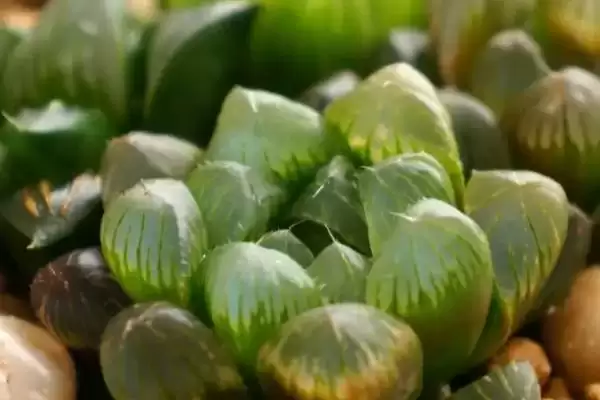 养殖玉露的方法和重点？养殖玉露要做好哪些细节？插图3