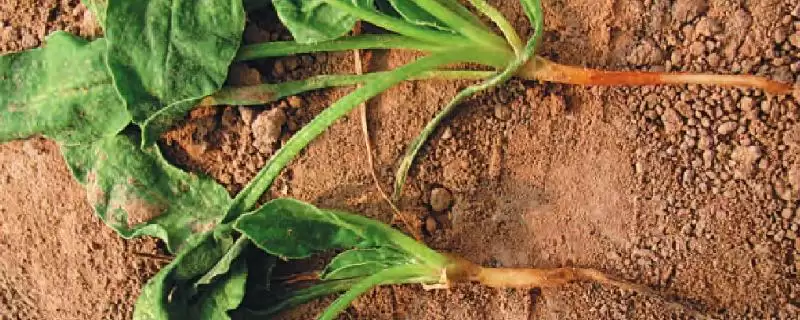 如何用药防治菠菜根腐病？种植菠菜防治根腐病用药要注意什么？-会东网