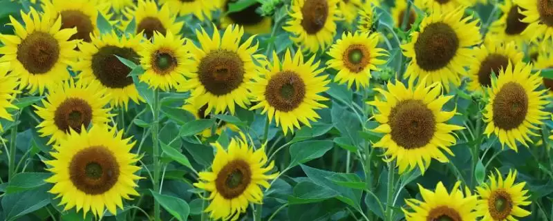 无惧烈日的花卉:向日葵、茉莉花、碗莲的阳光秘籍插图 无惧烈日的花卉:向日葵、茉莉花、碗莲的阳光秘籍插图