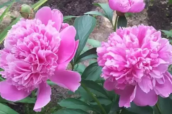 牡丹花的花语有什么含义呢,牡丹花寓意富贵、吉祥、幸福等美好含义插图7
