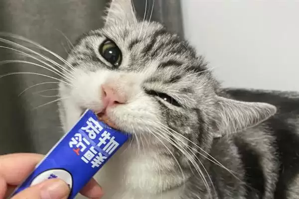 让猫咪变得粘人的方法？培养猫咪粘人习性要掌握哪些有效的互动和饲养方法？插图11
