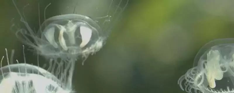 水母可以人工养殖吗?判断水母能否人工养殖要考虑哪些养殖条件和技术要点?-会东网