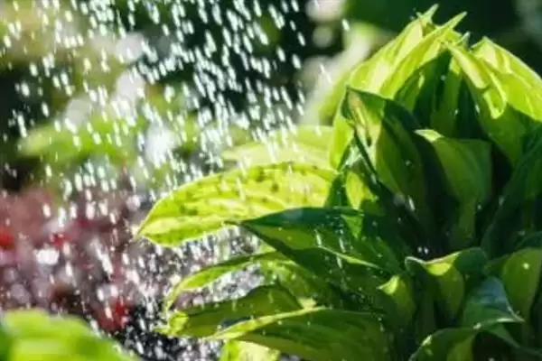 掌握玉簪花浇水方法的方法和重点？掌握玉簪花浇水方法要做好哪些细节？插图1