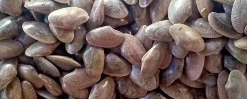 养殖花甲的方法和重点？养殖花甲要做好哪些细节？-会东网