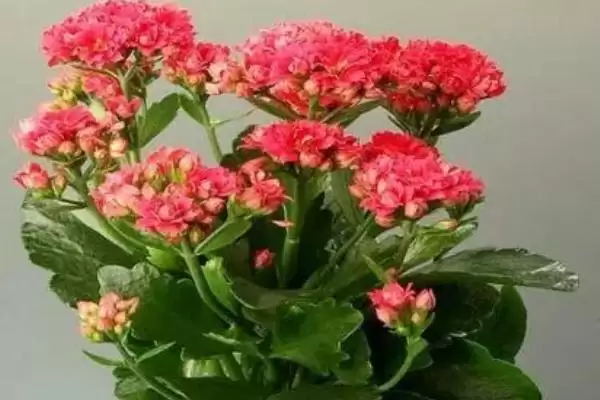 判断长寿花是否喜干的方法和重点？判断长寿花是否喜干要做好哪些细节？插图3
