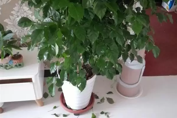 让幸福树在北方过冬的方法和重点？让幸福树在北方过冬要做好哪些细节？插图5