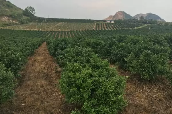 种植柑橘的条件和要点？种植柑橘需满足哪些必要条件？插图1