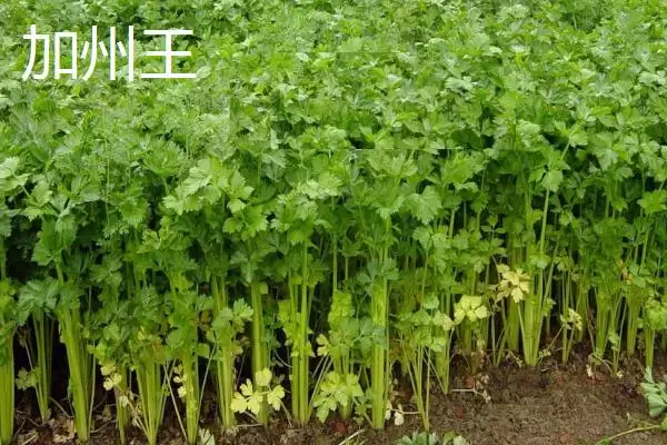 芹菜品种大揭秘：不同品种亩产量差异及特点插图4