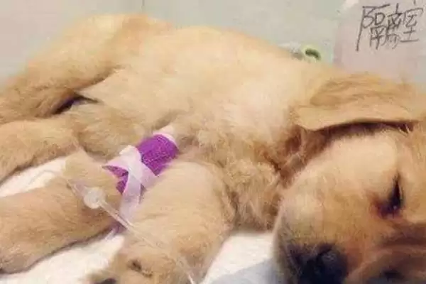 犬细小病毒危害剖析:死亡率高的传染病的防治关键插图2 犬细小病毒危害剖析:死亡率高的传染病的防治关键插图2