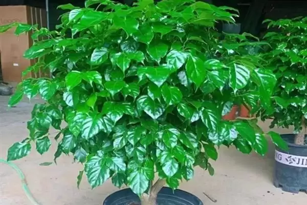 让幸福树在北方过冬的方法和重点？让幸福树在北方过冬要做好哪些细节？插图1