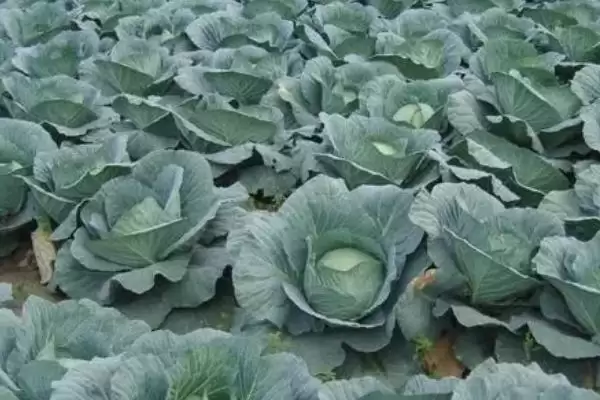 如何识别甘蓝缺钙症?种植甘蓝识别缺钙症要掌握哪些判断方法?插图2 如何识别甘蓝缺钙症?种植甘蓝识别缺钙症要掌握哪些判断方法?插图2