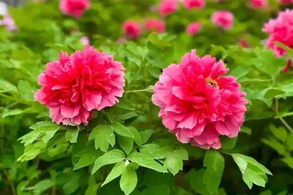 牡丹花的花语有什么含义呢,牡丹花寓意富贵、吉祥、幸福等美好含义插图4