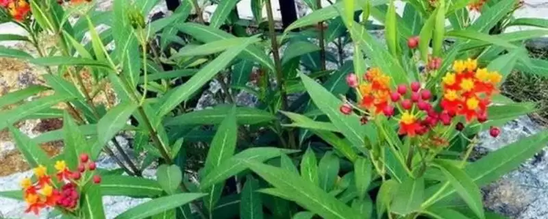 金凤花的繁殖方法 ,金凤花在什么时间繁殖为佳-会东网