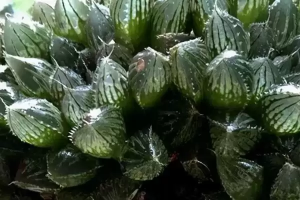 养殖玉露的方法和重点？养殖玉露要做好哪些细节？插图2