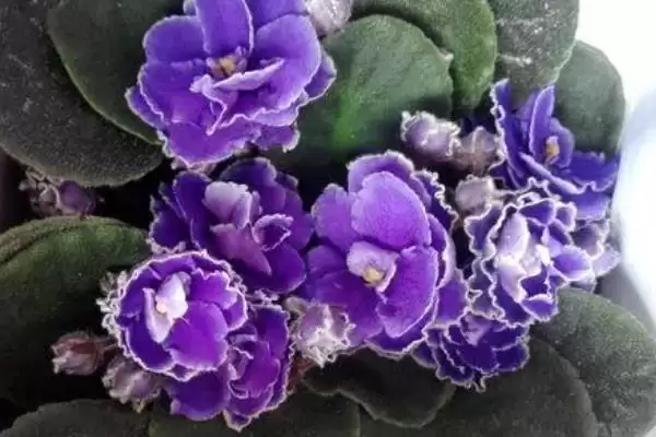 紫罗兰花语的含义和要点？理解紫罗兰花语需关注哪些关键信息？插图6