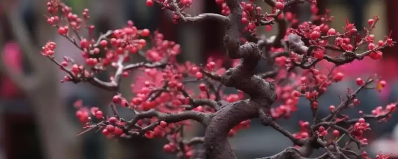梅花的开放时间是什么时候呢 ,梅花一般开放时间为 1-3 月份-会东网
