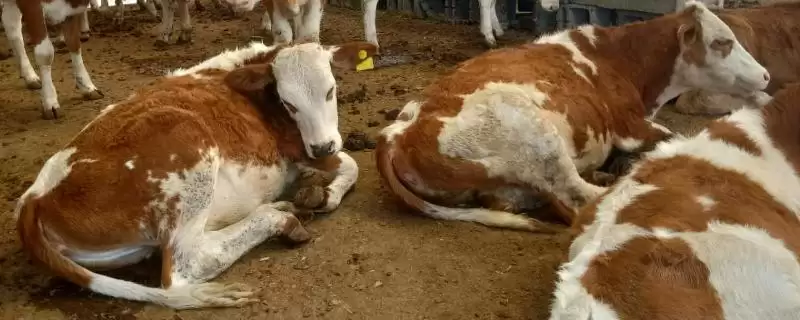 肉牛快速育肥技术？实现肉牛快速育肥要运用哪些有效技术？-会东网