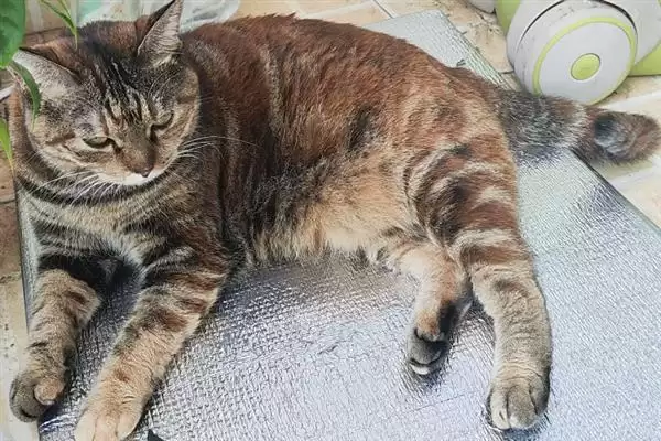 让猫咪变得粘人的方法？培养猫咪粘人习性要掌握哪些有效的互动和饲养方法？插图3