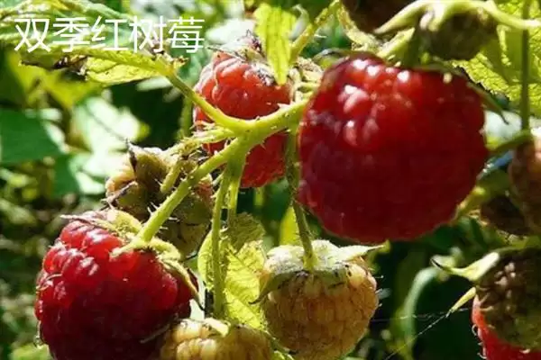 树莓与刺莓的区别？区分树莓与刺莓要关注哪些重要的差异点？插图5