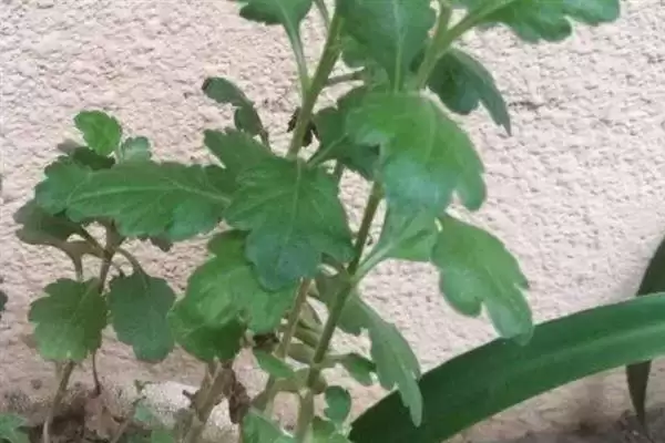 如何防治菊花黑斑病?养护菊花防治黑斑病要采用哪些防治方法?插图2 如何防治菊花黑斑病?养护菊花防治黑斑病要采用哪些防治方法?插图2