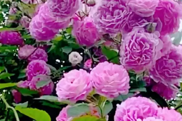 蔷薇花颜色大揭秘:白色、粉色等多种颜色的美丽绽放插图1 蔷薇花颜色大揭秘:白色、粉色等多种颜色的美丽绽放插图1