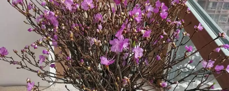 如何养干枝杜鹃开花快?养护干枝杜鹃促开花要运用哪些有效技巧?插图 如何养干枝杜鹃开花快?养护干枝杜鹃促开花要运用哪些有效技巧?插图