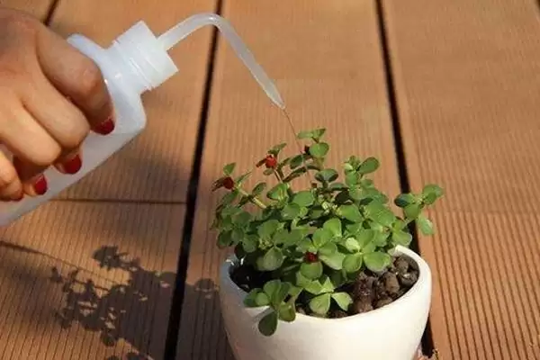 栽种多肉植物的方法和重点？栽种多肉植物要做好哪些细节？插图3