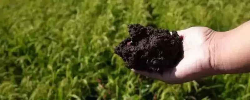 生物有机肥的作用和使用注意事项？使用生物有机肥要注意哪些要点？-会东网