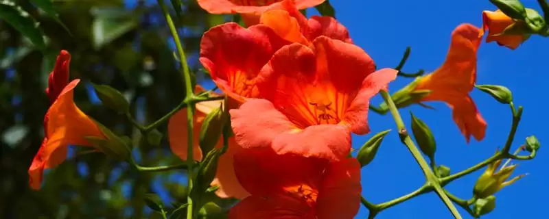 凌霄花的寓意内涵 ,凌霄花有哪些美好的寓意呢?插图 凌霄花的寓意内涵 ,凌霄花有哪些美好的寓意呢?插图