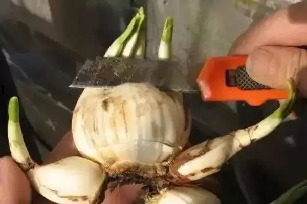 水仙花球开过花后如何处理?处理水仙花球花后要采取哪些有效的养护措施?插图4 水仙花球开过花后如何处理?处理水仙花球花后要采取哪些有效的养护措施?插图4