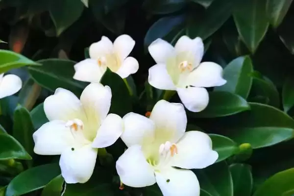 茉莉叶子发黄干枯的原因是什么呢 ,茉莉叶子发黄干枯或因浇水不当导致插图3